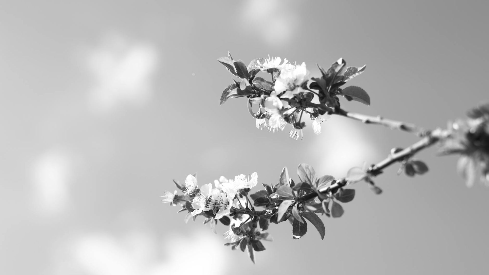 Minimalist workspace with soft natural light and a plant